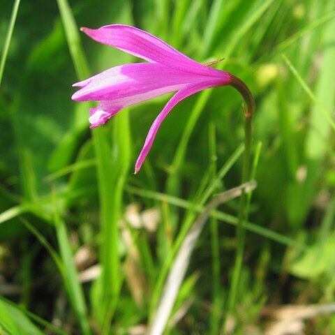 Eleorchis japonica unspecified picture