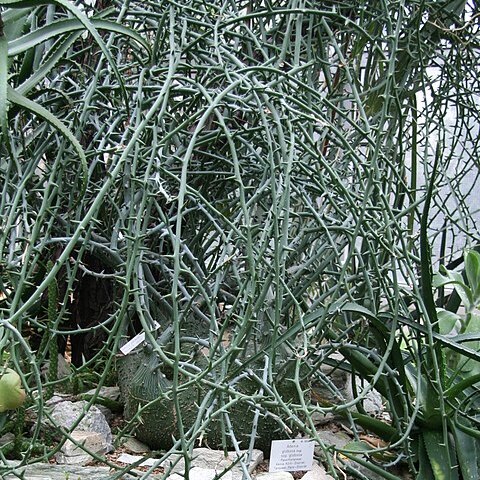 Adenia globosa unspecified picture