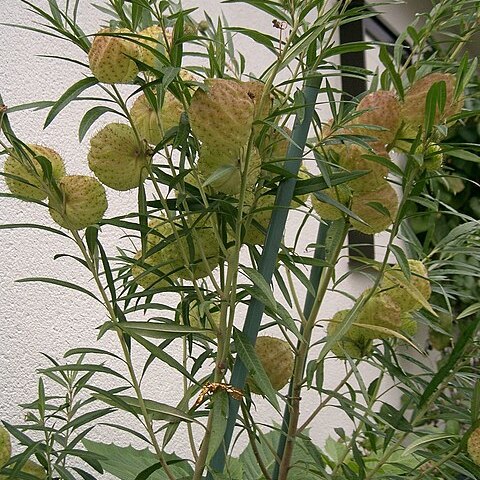 Gomphocarpus unspecified picture