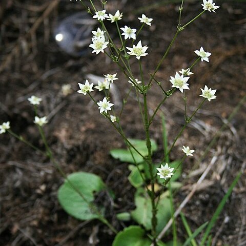 Alepidea setifera unspecified picture