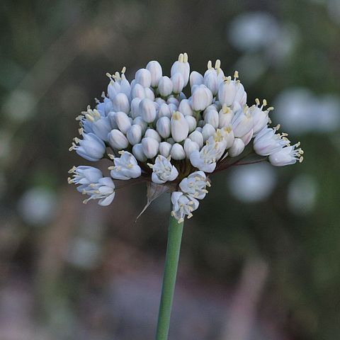 Allium carmeli unspecified picture