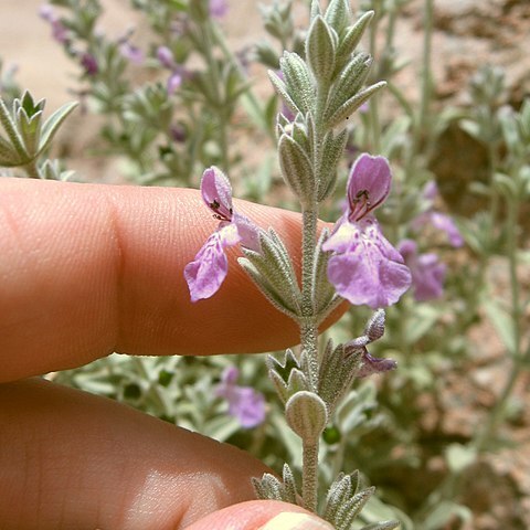 Stachys aegyptiaca unspecified picture