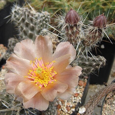 Pterocactus fischeri unspecified picture