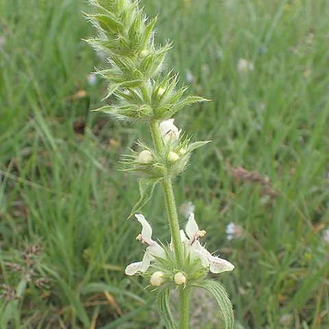 Stachys atherocalyx unspecified picture