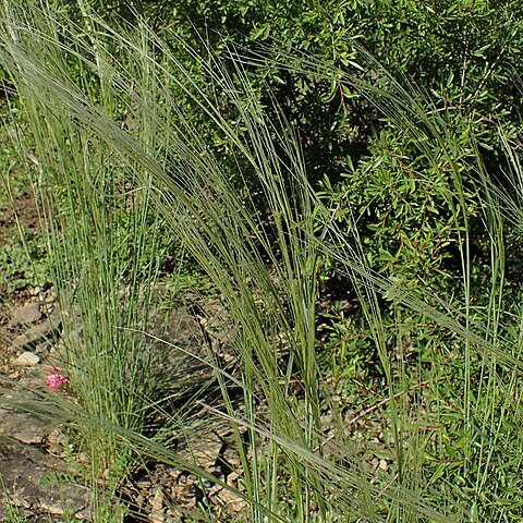 Stipa arabica unspecified picture