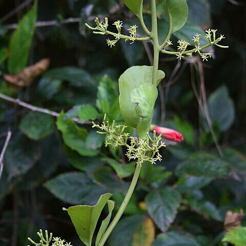 Struthanthus orbicularis unspecified picture