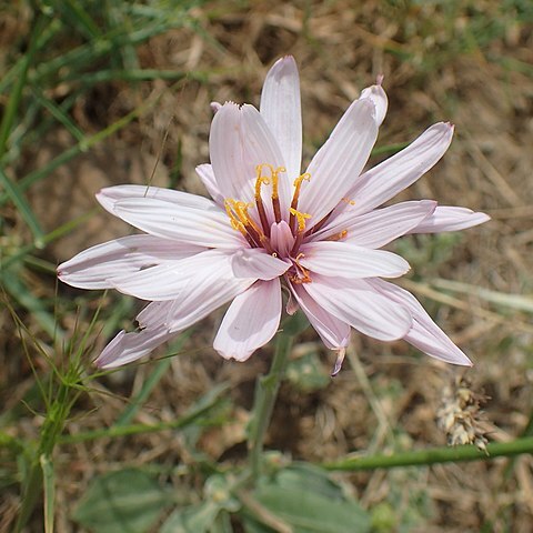 Scorzonera papposa unspecified picture