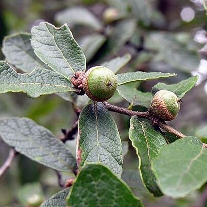 Quercus castanea unspecified picture