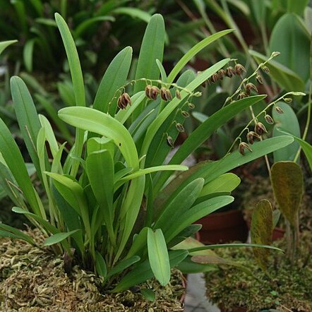 Stelis pilostoma unspecified picture