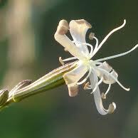 Silene sennenii unspecified picture