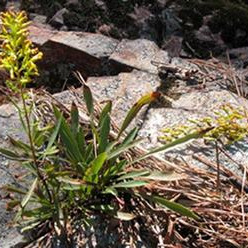 Solidago plumosa unspecified picture