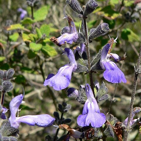 Salvia melissodora unspecified picture