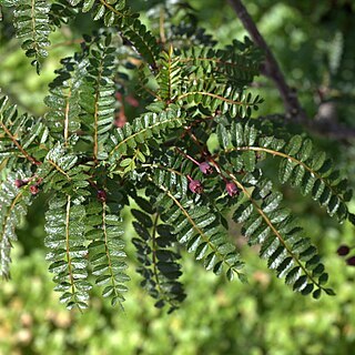 Sorbus filipes unspecified picture