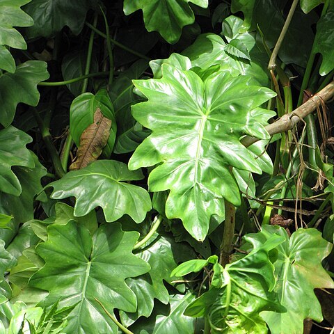 Philodendron unspecified picture