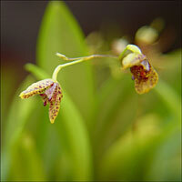 Pabstiella fusca unspecified picture