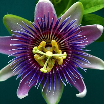 Passiflora andina unspecified picture