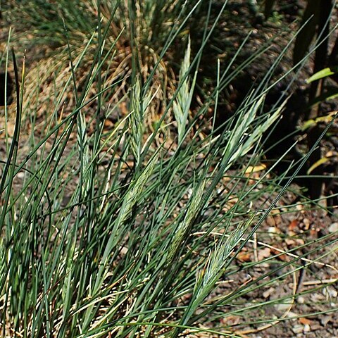 Poa chathamica unspecified picture