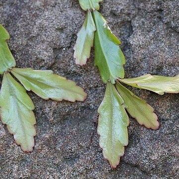 Pseudorhipsalis unspecified picture