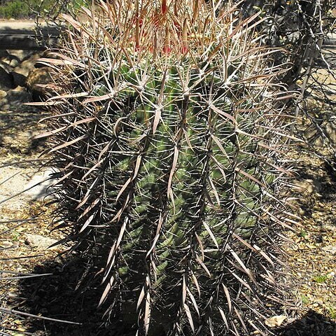 Ferocactus fordii unspecified picture