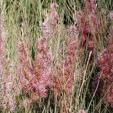 Hakea scoparia unspecified picture