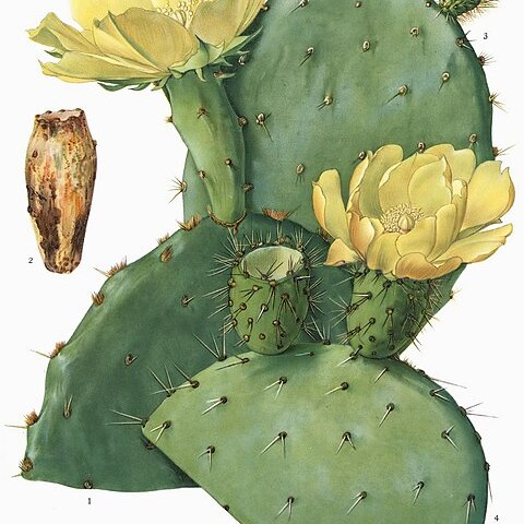 Opuntia megacantha unspecified picture