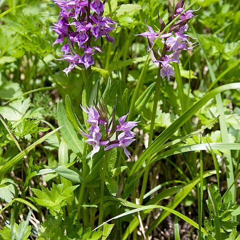 Dactylorhiza aristata unspecified picture