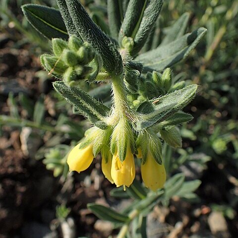 Onosma stellulata unspecified picture