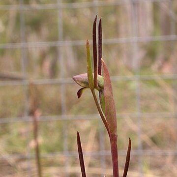 Orthoceras unspecified picture