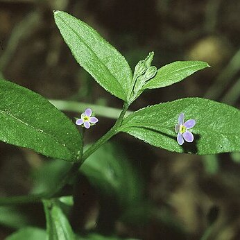 Omphalodes unspecified picture