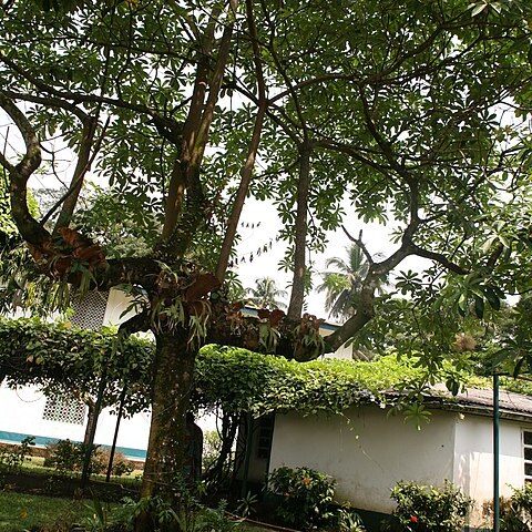 Alstonia congensis unspecified picture