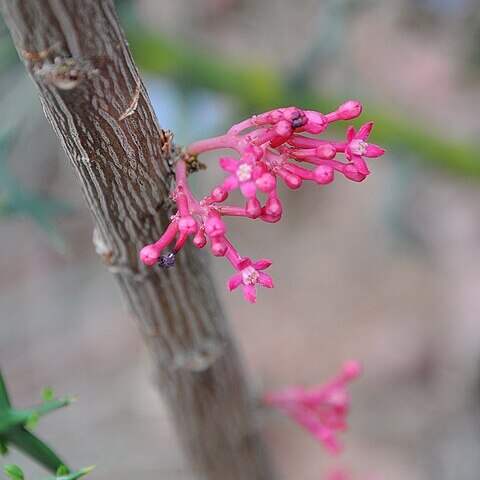 Vasconcellea parviflora unspecified picture