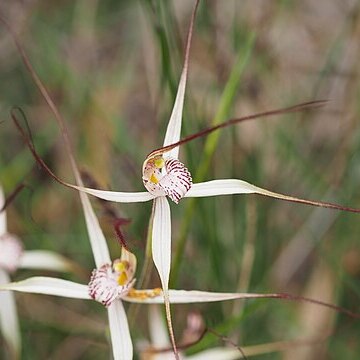 Caladenia polychroma unspecified picture