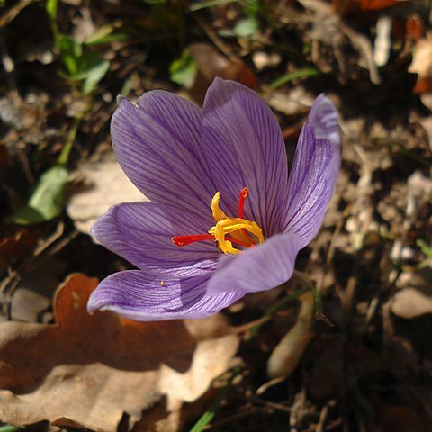 Crocus pallasii unspecified picture