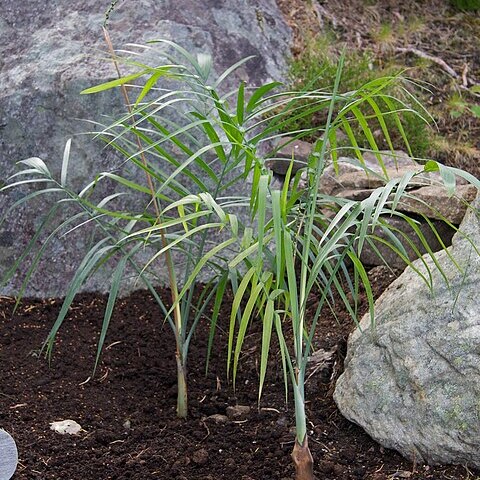 Chamaedorea radicalis unspecified picture