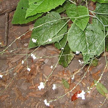 Crambe microcarpa unspecified picture