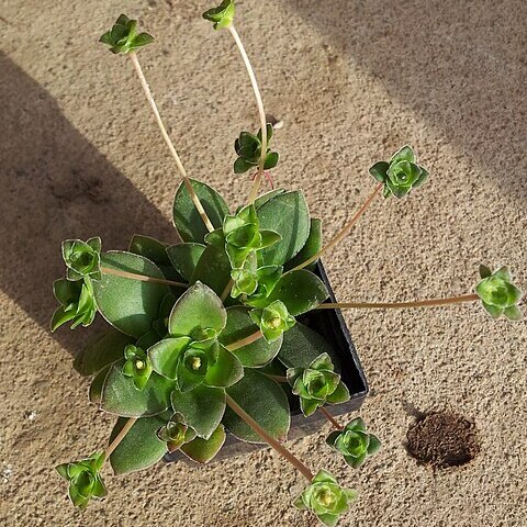 Crassula orbicularis unspecified picture