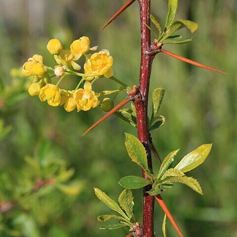 Berberis crataegina unspecified picture