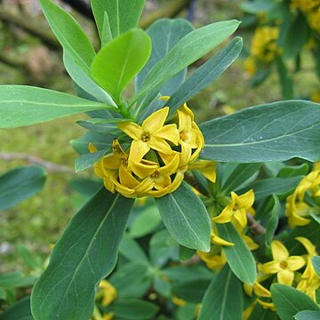 Daphne pseudomezereum unspecified picture