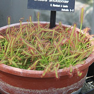 Drosera ericksoniae unspecified picture