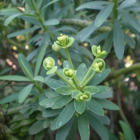 Euphorbia anachoreta unspecified picture