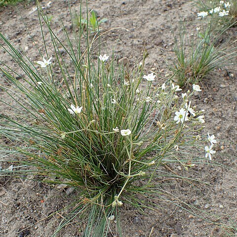 Eremogone juncea unspecified picture