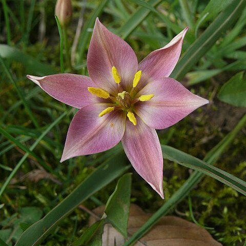 Tulipa humilis unspecified picture