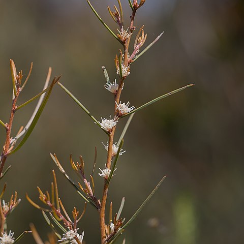 Hakea carinata unspecified picture