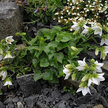 Campanula raddeana unspecified picture