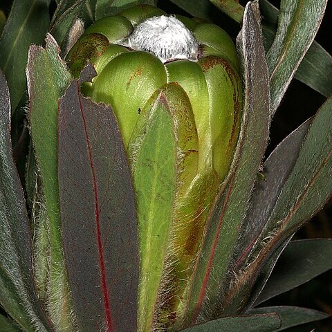 Protea coronata unspecified picture