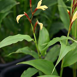 Cautleya gracilis unspecified picture