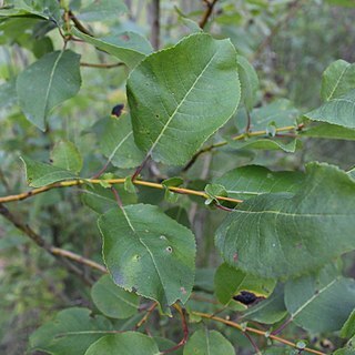 Salix pyrolifolia unspecified picture