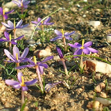 Syringodea longituba unspecified picture