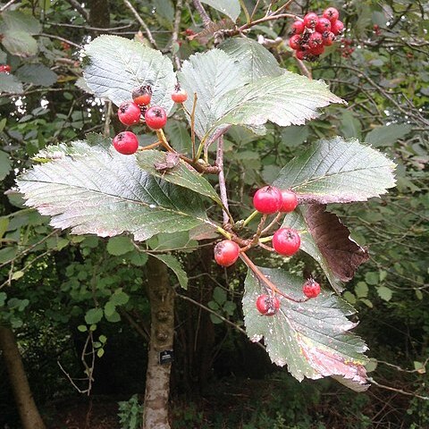 Sorbus anglica unspecified picture