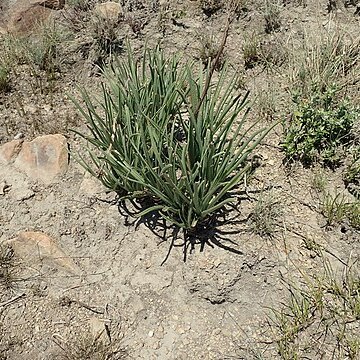 Aloe dominella unspecified picture